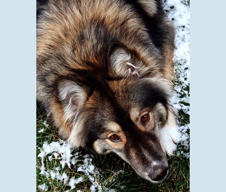 Link, a Siberian Husky tested with EmbarkVet.com