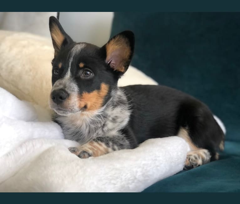 Corgi and clearance heeler mix