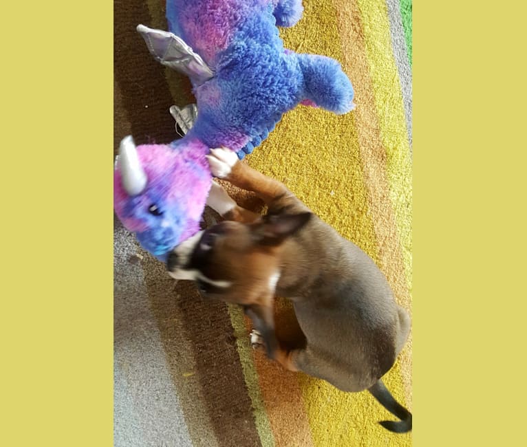 Cornelius, a Pug and Chihuahua mix tested with EmbarkVet.com