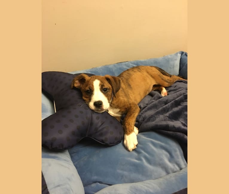 Photo of Pope, a Boxer and Russell-type Terrier mix in Newport, Tennessee, USA