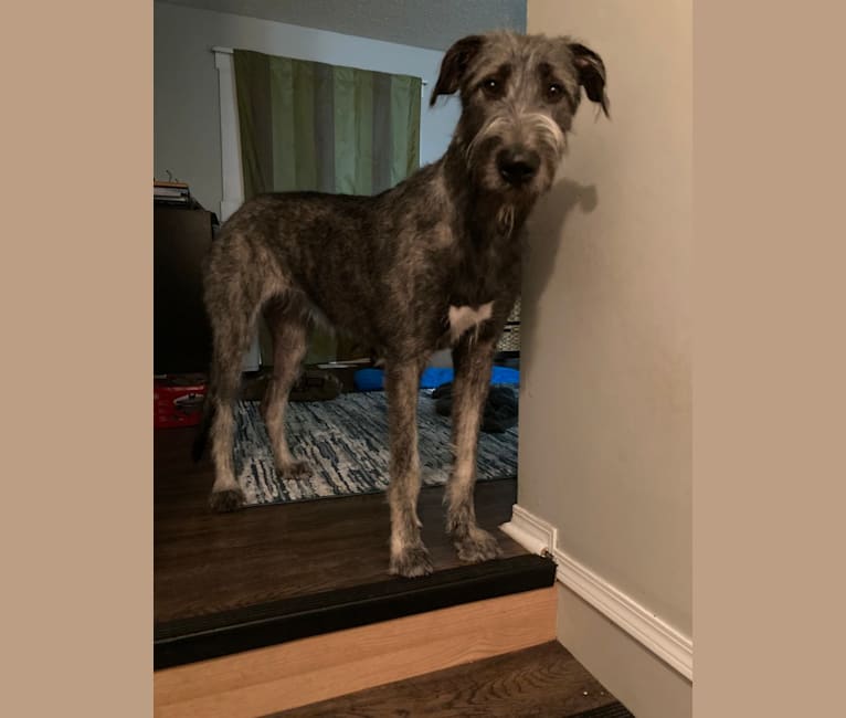 Embark Dog DNA Test Breed