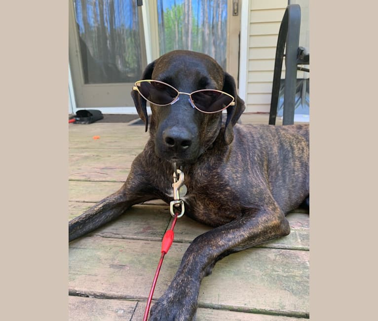 Braxton, a Mountain Cur tested with EmbarkVet.com