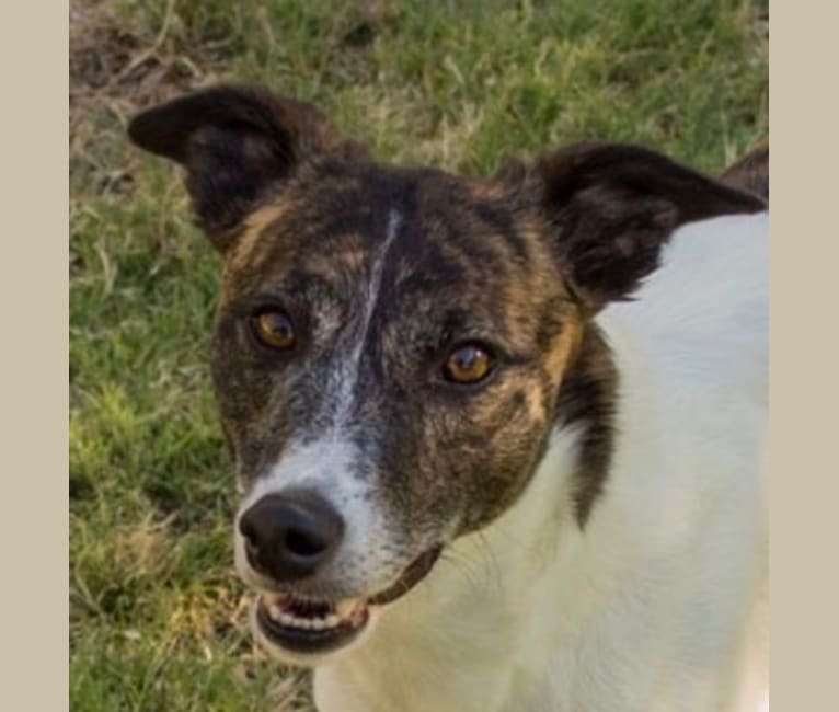 Grace, a Whippet and Border Collie mix tested with EmbarkVet.com