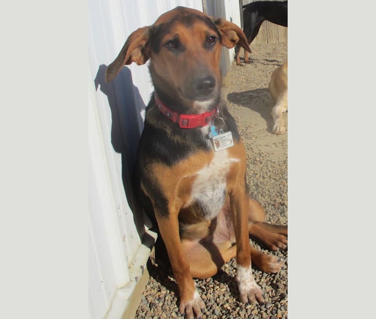 Black and tan coonhound border collie mix sale