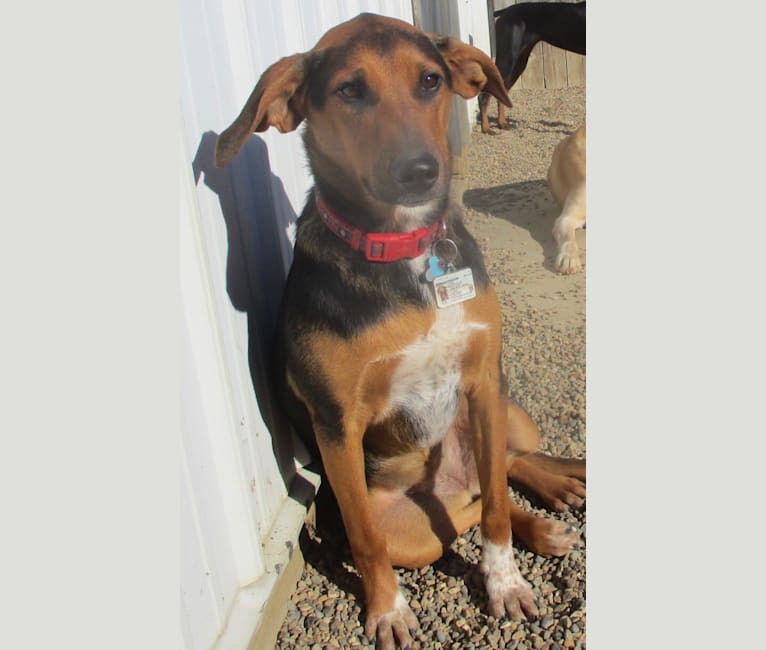 Chara, a Black and Tan Coonhound and Border Collie mix tested with EmbarkVet.com