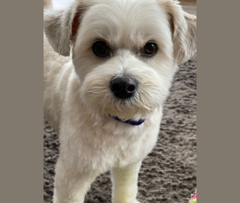 Louis Jay, a Pomeranian and Yorkshire Terrier mix tested with EmbarkVet.com
