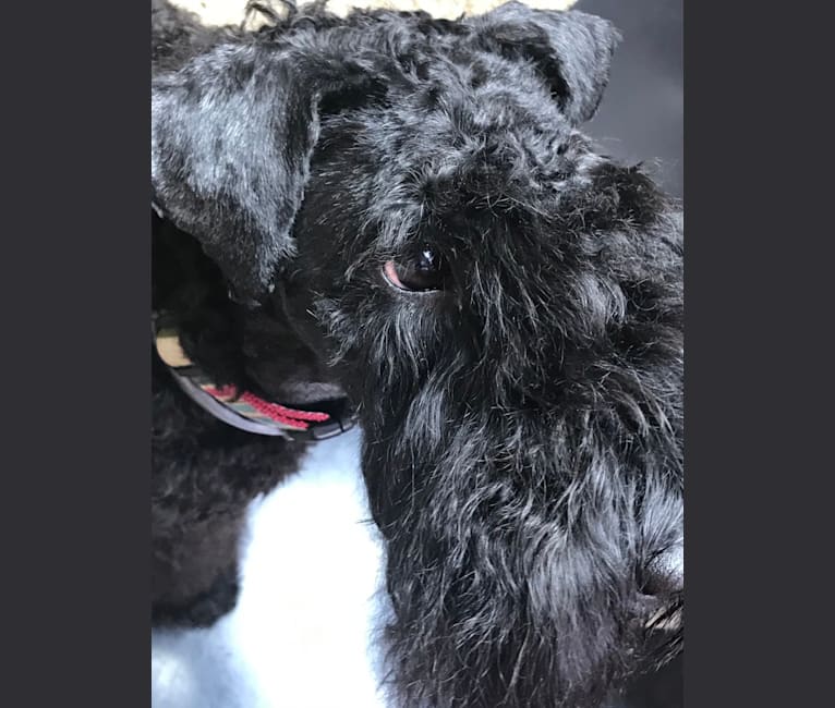 Photo of Lorcan, a Kerry Blue Terrier  in Georgia, USA