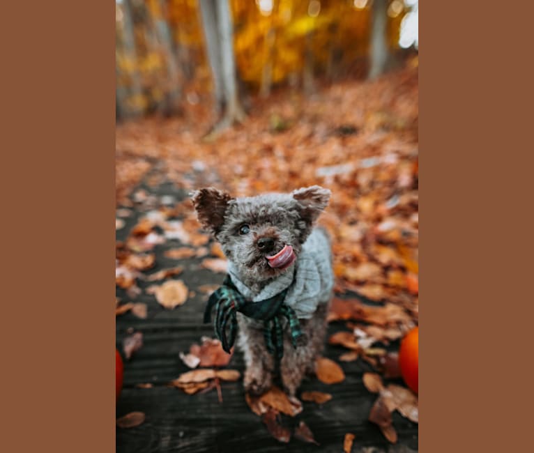 Photo of Buster, a Yorkipoo (6.2% unresolved) in Connecticut, USA