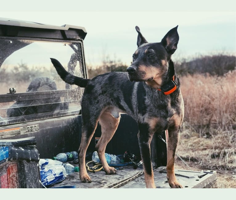 Rhett, a Catahoula Leopard Dog and Siberian Husky mix tested with EmbarkVet.com