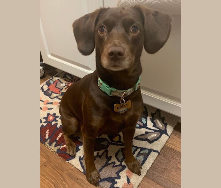 Molly, a Boykin Spaniel and American Foxhound mix tested with EmbarkVet.com