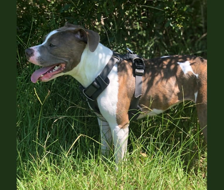 Lexie, an American Bully and American Bulldog mix tested with EmbarkVet.com