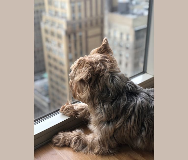 Photo of Winston, a Yorkshire Terrier  in New York, New York, USA