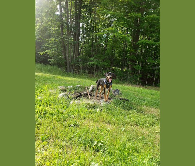 Photo of Boone, a Catahoula Leopard Dog, Poodle (Small), and Labrador Retriever mix in Cobleskill, NY, USA