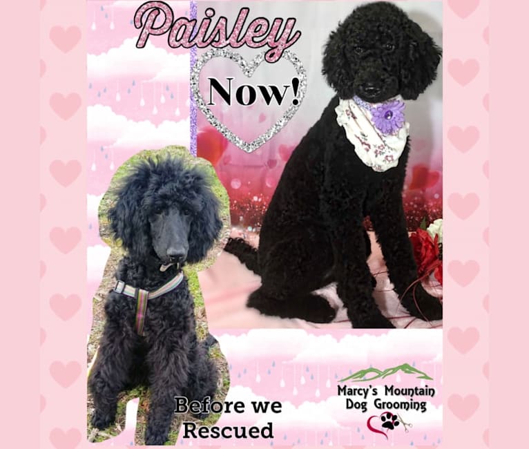 Paisley Chenille Hardinger, a Poodle (Standard) tested with EmbarkVet.com