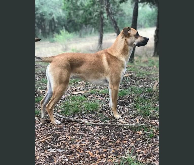 Atlas, a German Shepherd Dog and Bulldog mix tested with EmbarkVet.com