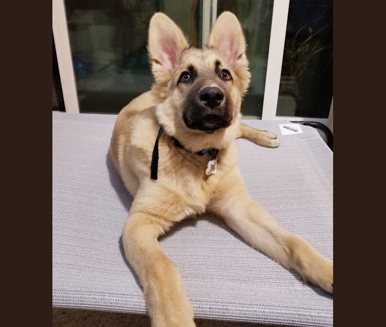 German shepherd and staffordshire mix sales