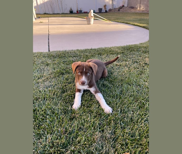 Olive, a German Shorthaired Pointer and Siberian Husky mix tested with EmbarkVet.com