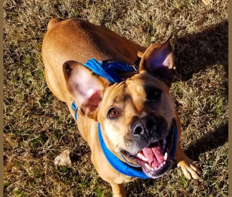 Kela, an American Pit Bull Terrier and Bulldog mix tested with EmbarkVet.com