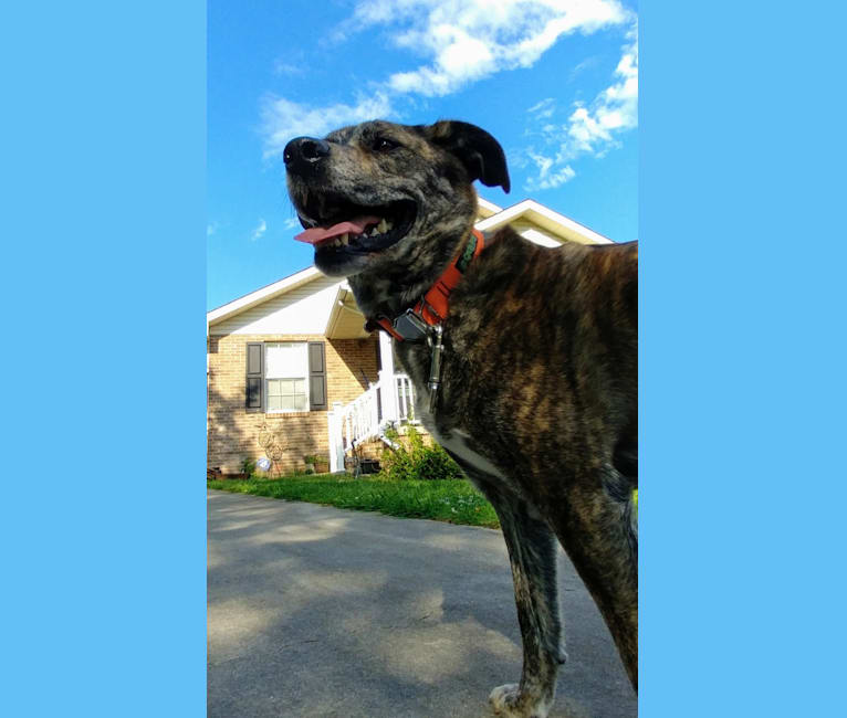 Roadie, a Labrador Retriever and Rottweiler mix tested with EmbarkVet.com