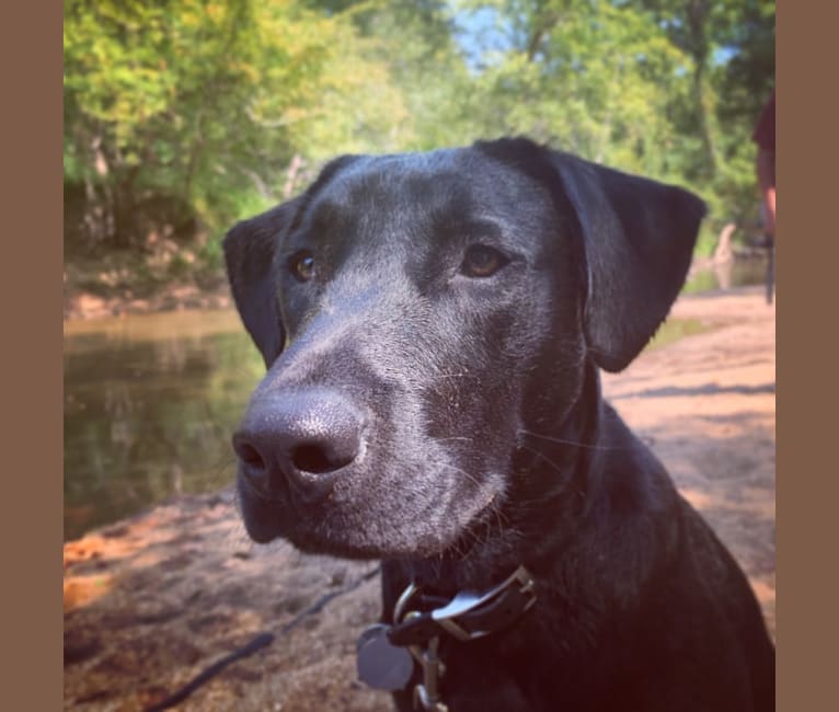 Photo of Rhett Butler, a Labrador Retriever, American Pit Bull Terrier, and American Staffordshire Terrier mix in Mississippi, USA
