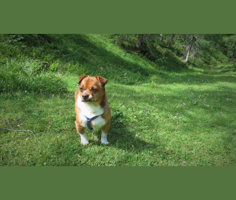 Photo of Bubi, a Pekingese, Russell-type Terrier, and Mixed mix in Croatia