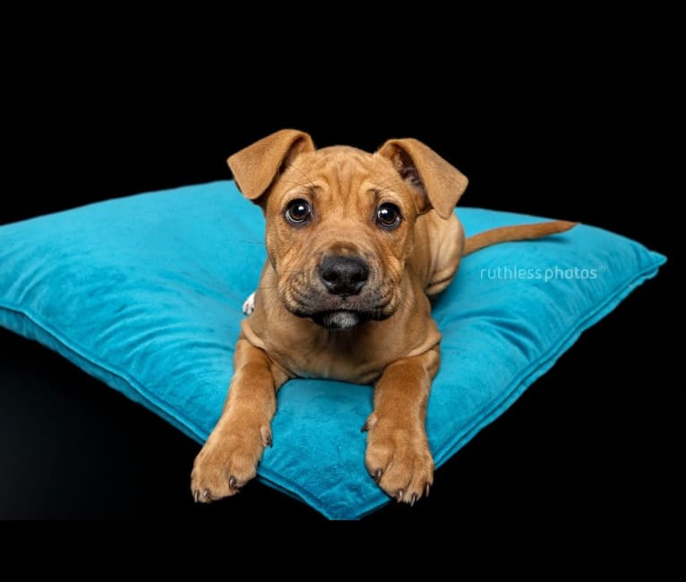 Ginger Ninja, a Staffordshire Bull Terrier and Boxer mix tested with EmbarkVet.com