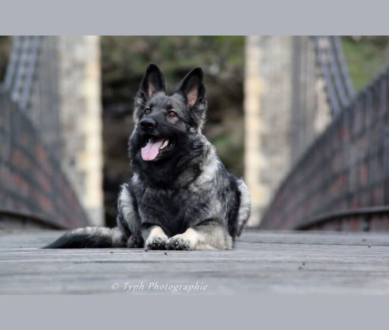 Oneida De La Légende du Loup Noir, a German Shepherd Dog tested with EmbarkVet.com