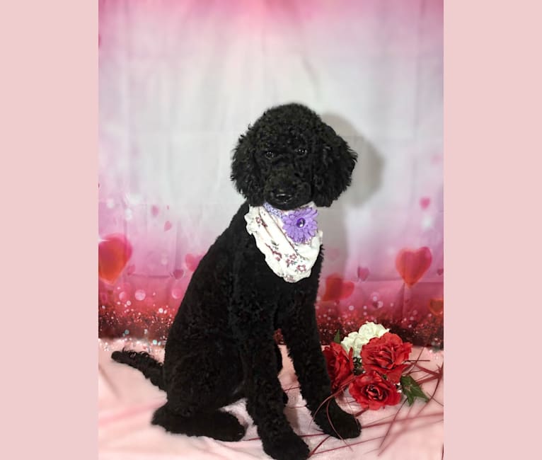 Photo of Paisley Chenille Hardinger, a Poodle (Standard)  in Ohio, USA