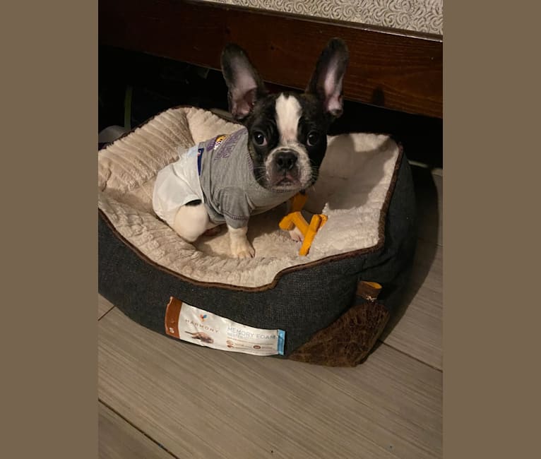 Photo of ACE, a French Bulldog and Boston Terrier mix