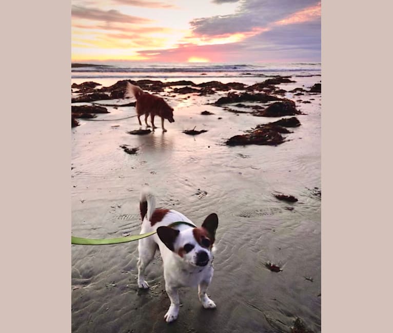 Photo of Fritz, a Chihuahua, Pekingese, Lhasa Apso, and Yorkshire Terrier mix in San Diego, California, USA