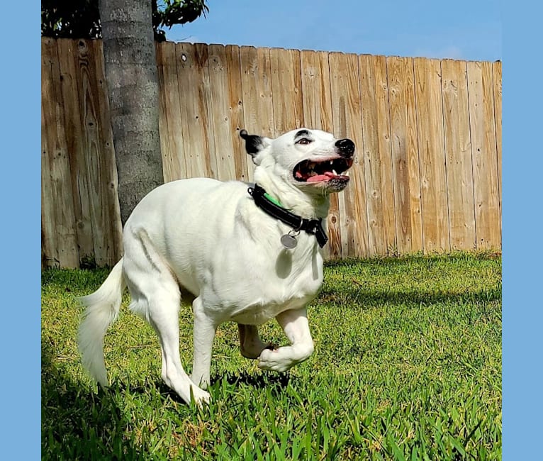 Buster, an American Bully and American Pit Bull Terrier mix tested with EmbarkVet.com