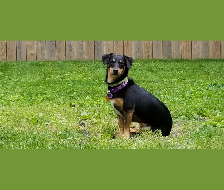 Bean, a Dachshund and Poodle (Small) mix tested with EmbarkVet.com