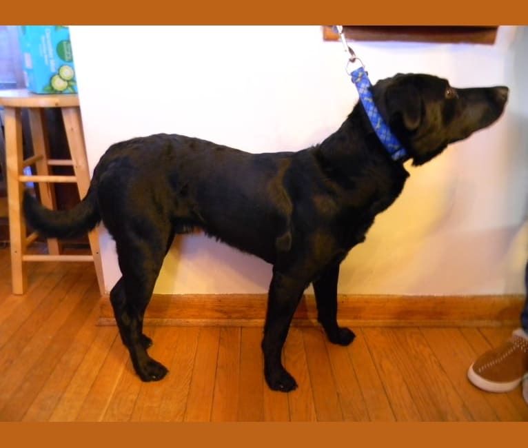 Tyson, a Labrador Retriever and Australian Cattle Dog mix tested with EmbarkVet.com