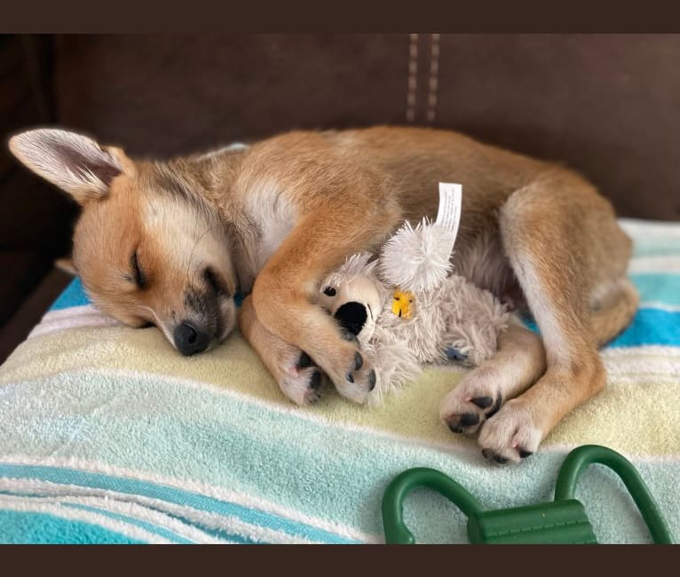 Toy fox terrier pomeranian mix shop