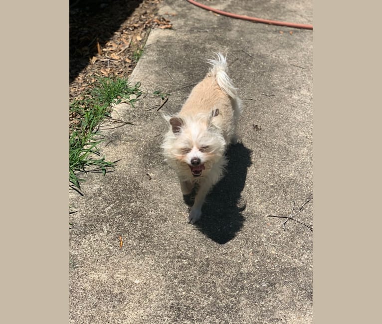 Photo of Ollie, a Chihuahua, Poodle (Small), and Mixed mix in Gonzales, Louisiana, USA