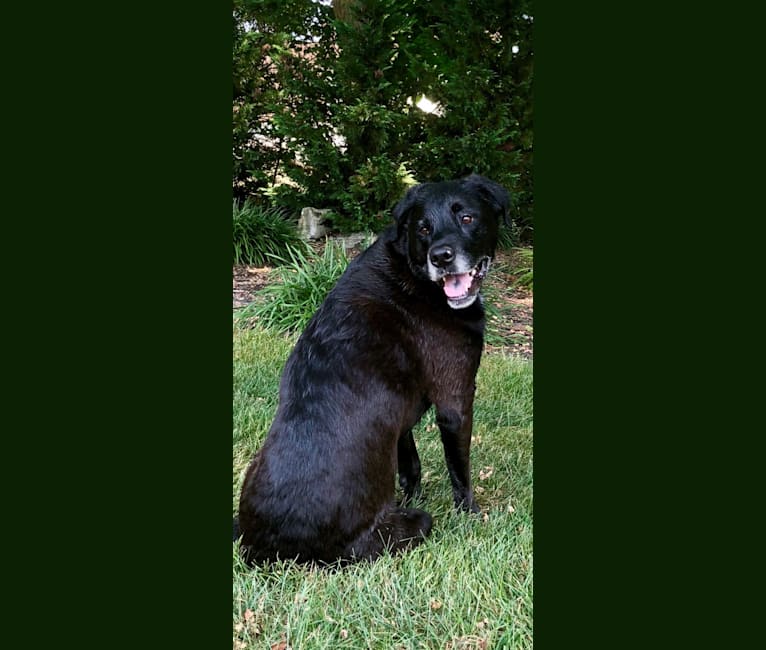 Photo of Jayda, a Rottweiler, American Pit Bull Terrier, Labrador Retriever, Golden Retriever, and German Shepherd Dog mix in Pittsburgh, Pennsylvania, USA
