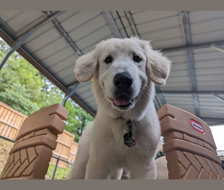 Valiant, a Great Pyrenees tested with EmbarkVet.com