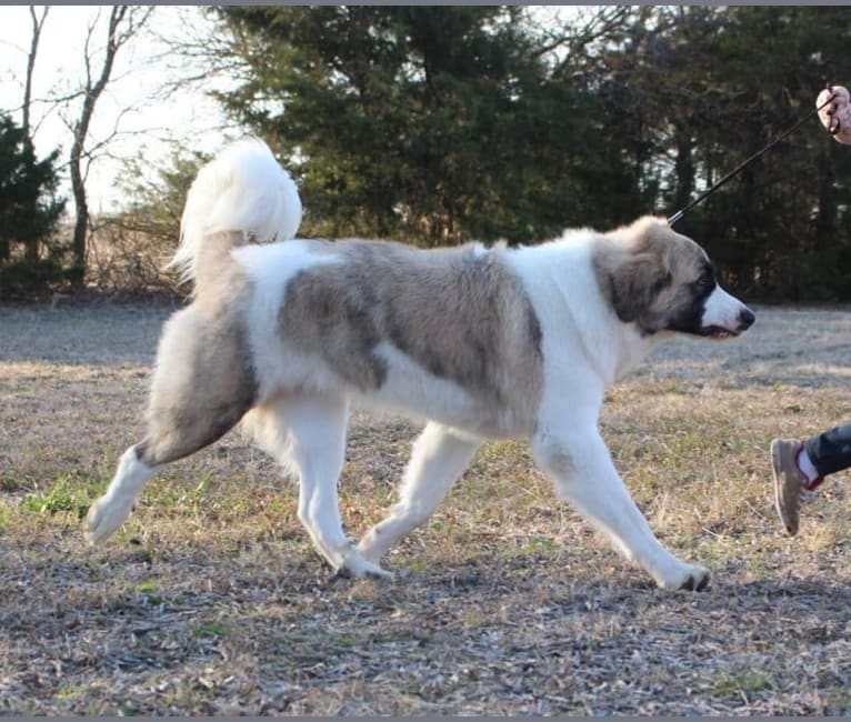 Luna, a Pyrenean Mastiff tested with EmbarkVet.com