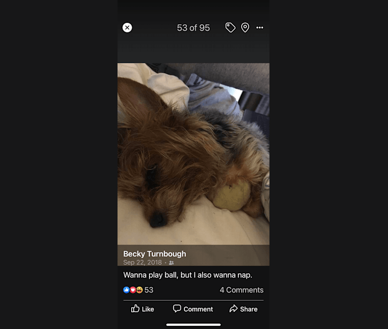 Photo of Anna, a Yorkshire Terrier  in Arkansas, USA