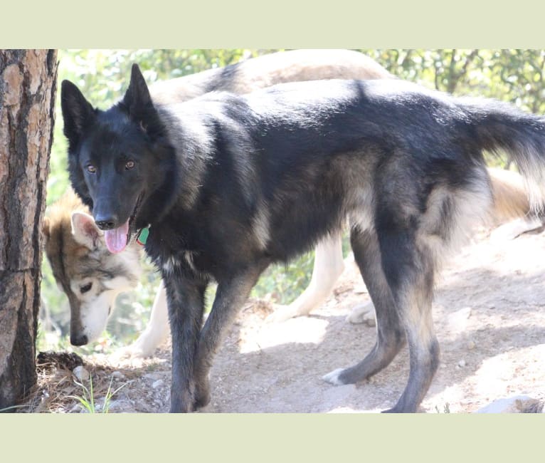 Ame, a Belgian Sheepdog and German Shepherd Dog mix tested with EmbarkVet.com