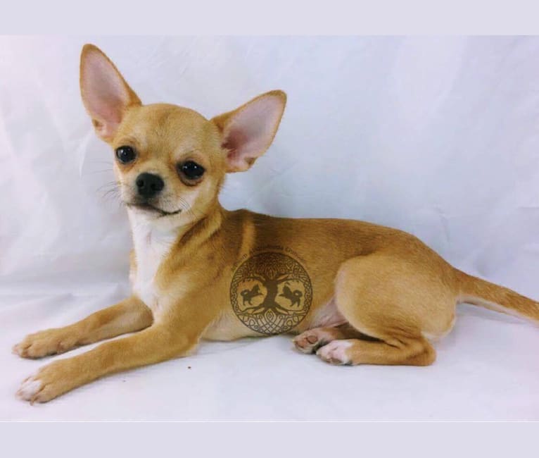 Photo of Chronos, a Chihuahua 