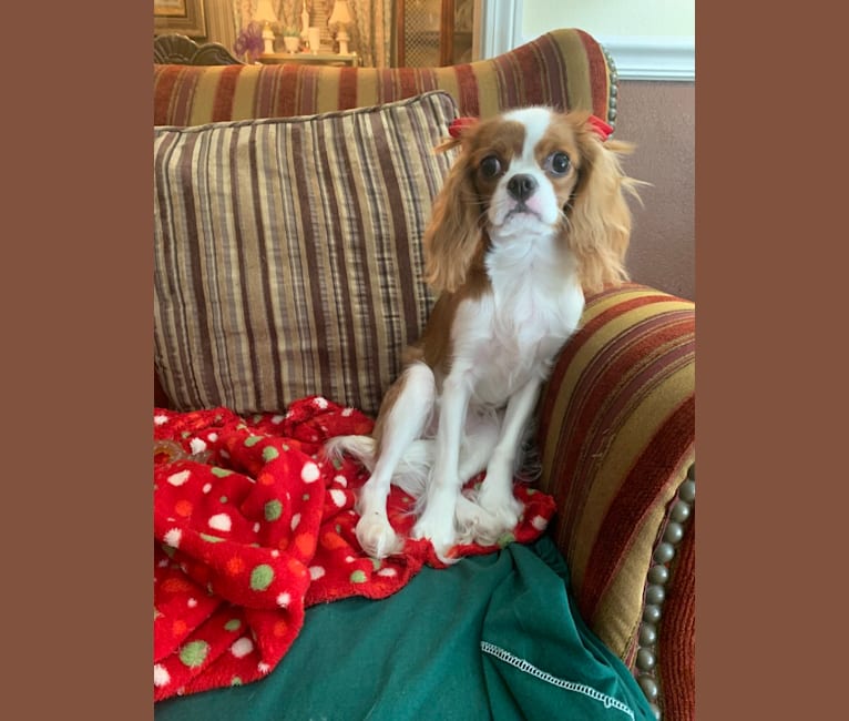 Rose Tyler, a Cavalier King Charles Spaniel tested with EmbarkVet.com