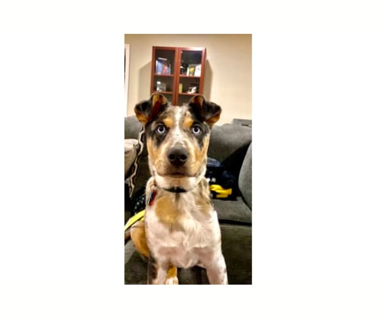 Duncan, an Australian Cattle Dog and American Pit Bull Terrier mix tested with EmbarkVet.com