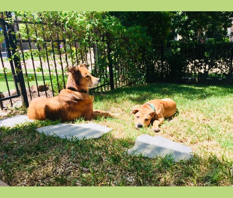 Photo of Everest, an American Pit Bull Terrier, Chow Chow, and Mixed mix in Texas, USA