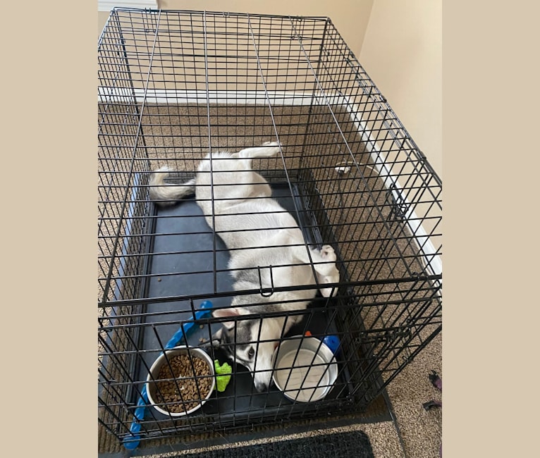 Storm, a Siberian Husky and American Pit Bull Terrier mix tested with EmbarkVet.com