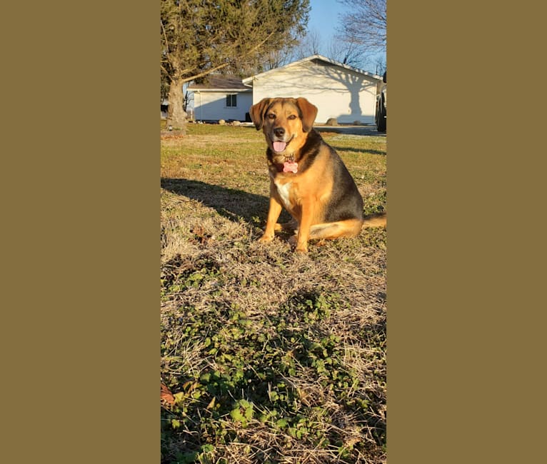 Photo of Thor, a Beagle, Australian Shepherd, Labrador Retriever, and Mixed mix in Russiaville, Indiana, USA