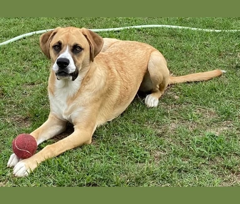 Scout, a Great Pyrenees and Treeing Walker Coonhound mix tested with EmbarkVet.com