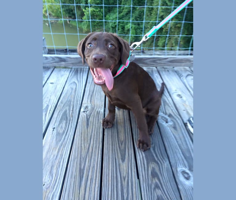 Jessie, a Labrador Retriever and German Shepherd Dog mix tested with EmbarkVet.com