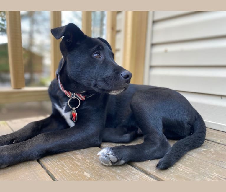 Mooshie, an American Pit Bull Terrier and German Shepherd Dog mix tested with EmbarkVet.com