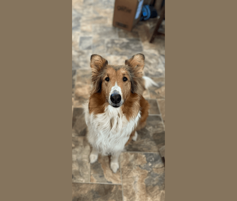 Mellow, a Collie tested with EmbarkVet.com